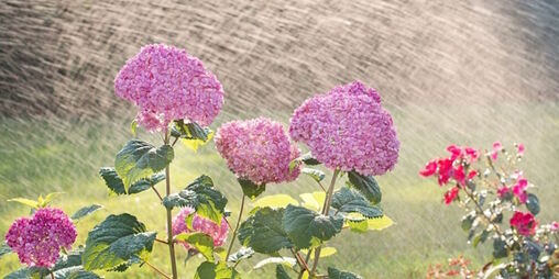 Verano aprobado: Sistemas de riego inteligentes