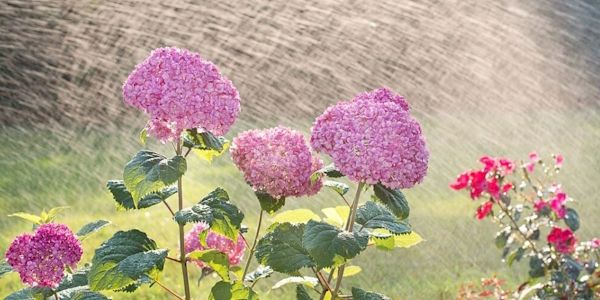Sommer genehmigt: Intelligente Bewässerungssysteme